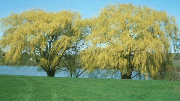 <i>Salix vitellina</i> 'Pendula Aurea' - Image 6