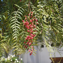 Branches of a California pepper tree cascade, laden with clusters of bright red peppercorns. Fern-like leaves create a lush, green canopy against a blurred background of a white building and garden.