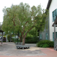 A pepper tree with weeping foliage stands in a courtyard paved with flagstone and brick, near a white building with blue-trimmed windows and a wooden staircase. Benches surround the tree, offering a peaceful outdoor space.