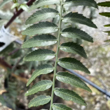 Close-up of a California Pepper Tree branch showcasing its delicate, serrated green leaves. The leaves grow opposite each other along the stem, creating a feathery texture.