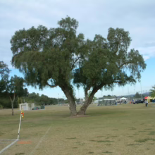 A large, mature tree stands prominently on a grassy sports field, with soccer field markings visible in the foreground. A building and figures are seen in the background under a partly cloudy sky.
