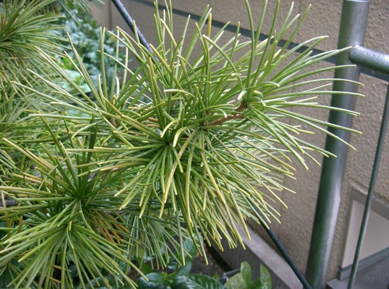 sciadopitys verticillata 2 - Leafland