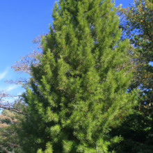 Tall, pyramidal Japanese cedar tree with vibrant green foliage against a clear blue sky. A small sign marks the tree, which is supported by a wooden stake.