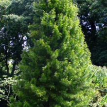 Lush, vibrant green Irish Yew tree stands tall on a manicured lawn, its dense foliage forming a classic conical shape against a backdrop of mature deciduous trees.