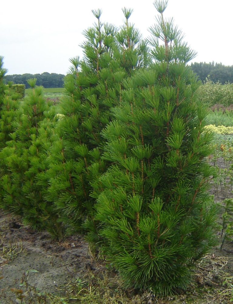 sciadopitys verticillata - Leafland