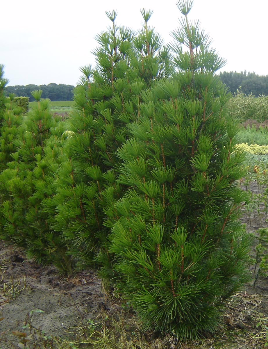 Sciadopitys verticillata: Dense evergreen with vibrant green needles, perfect for a garden focal point