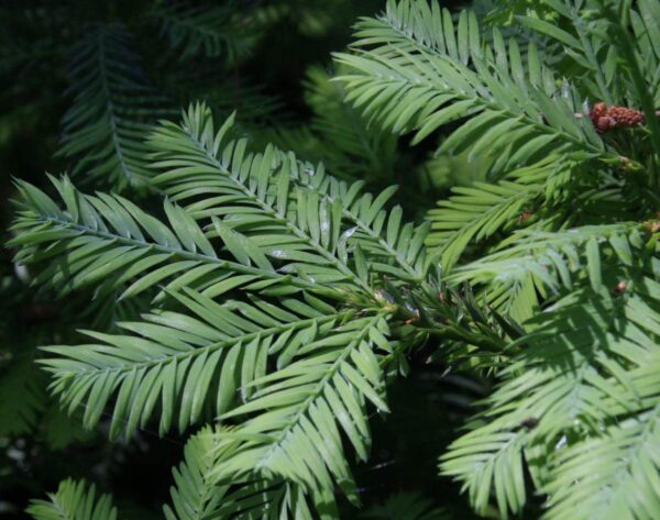 <i>Sequoia sempervirens</i> - Image 2