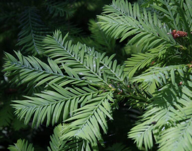 sequoia sempervirens 2 - Leafland