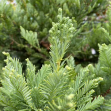 Close-up of a vibrant, light green Gold Mop Cypress shrub with needle-like foliage. The evergreen conifer showcases dense, feathery branches, creating a textured, ornamental plant.