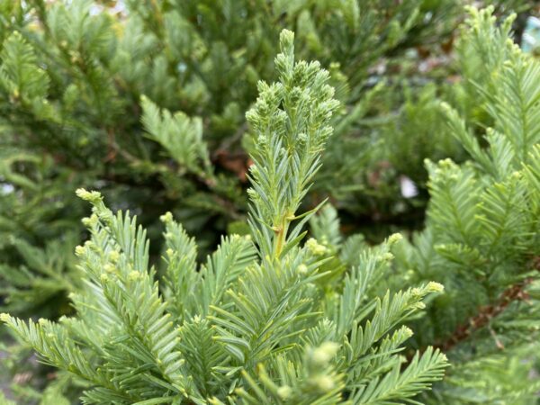 <i>Sequoia sempervirens</i> 'Korbel' - Image 2