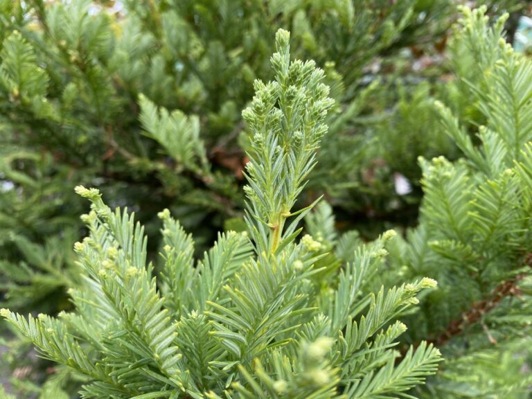 sequoia sempervirens korbel 2 - Leafland