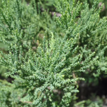 Close-up of a lush, green juniper shrub with dense, scale-like foliage. The needles are a vibrant shade of green, creating a textured and detailed view of the plant.