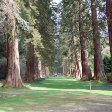 Avenue of towering redwood trees lining a grassy path, creating a natural tunnel effect. Sunlight filters through the canopy, highlighting the textures of the reddish-brown bark and green foliage.