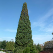 Tall, cone-shaped evergreen tree with dense green foliage stands prominently against a clear blue sky in a park-like setting. The tree is surrounded by manicured lawns, flower beds, and other trees.