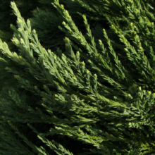 Close-up of vibrant green Hinoki cypress foliage, showcasing its scale-like leaves and feathery texture. This evergreen shrub adds lush texture to gardens.