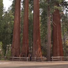Giant sequoia trees tower over a visitor in Sequoia National Park. The massive, reddish-brown trunks stand tall behind a rustic wooden fence, showcasing the immense scale of these ancient wonders.