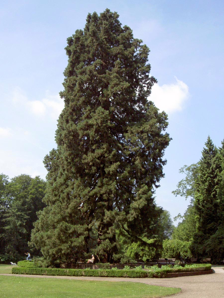 Towering Sequoiadendron giganteum tree with dense evergreen foliage in a park, showcasing its impressive size and form.