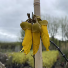 Sophora chathamica (Coastal Kōwhai) flower.