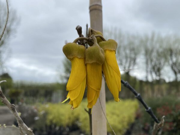 <i>Sophora chathamica</i> - Image 2