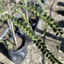 Sophora chathamica (Coastal Kōwhai) foliage.