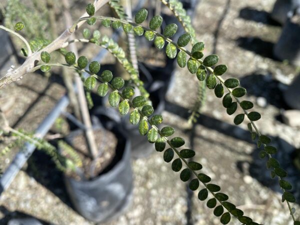 <i>Sophora chathamica</i> - Image 3