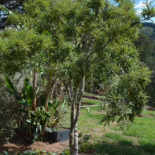 Sophora chathamica (Coastal Kōwhai) tree.