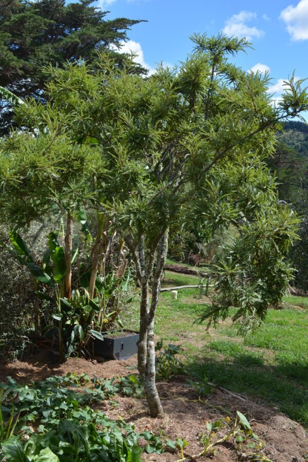 <i>Sophora chathamica</i> - Image 4