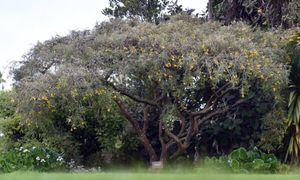 <i>Sophora chathamica</i>