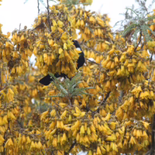 Sophora fulvida (West Coast Kowhai) flowering branches.