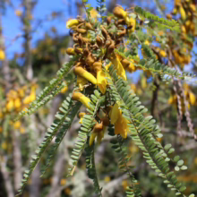 Sophora fulvida (West Coast Kowhai) foliage.