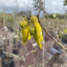 Sophora fulvida (West Coast Kowhai) flowers.