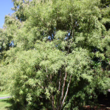 Sophora fulvida (West Coast Kowhai) large tree in Queens Park, Invercargill.