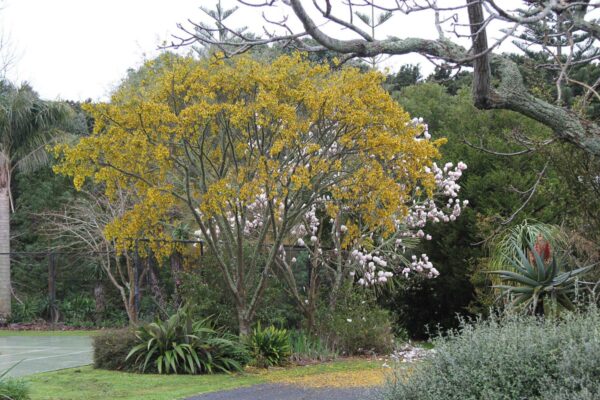 <i>Sophora fulvida</i>