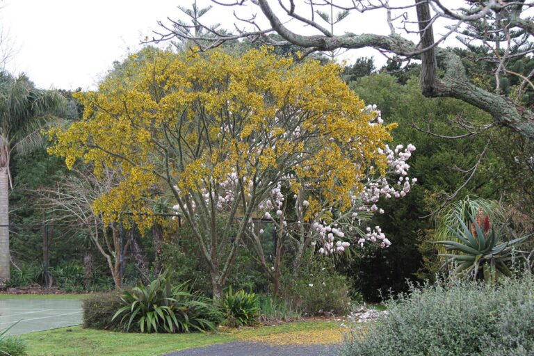 sophora fulvida - Leafland
