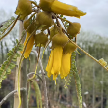 Sophora godleyi (Rangitīkei Kōwhai) flowers.