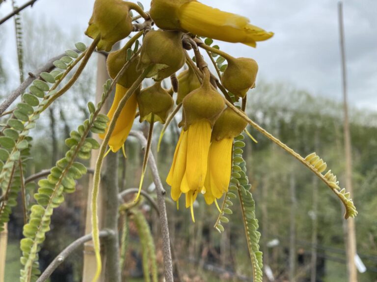 sophora godleyi 2 - Leafland