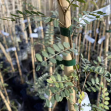 Sophora godleyi (Rangitīkei Kōwhai) foliage.