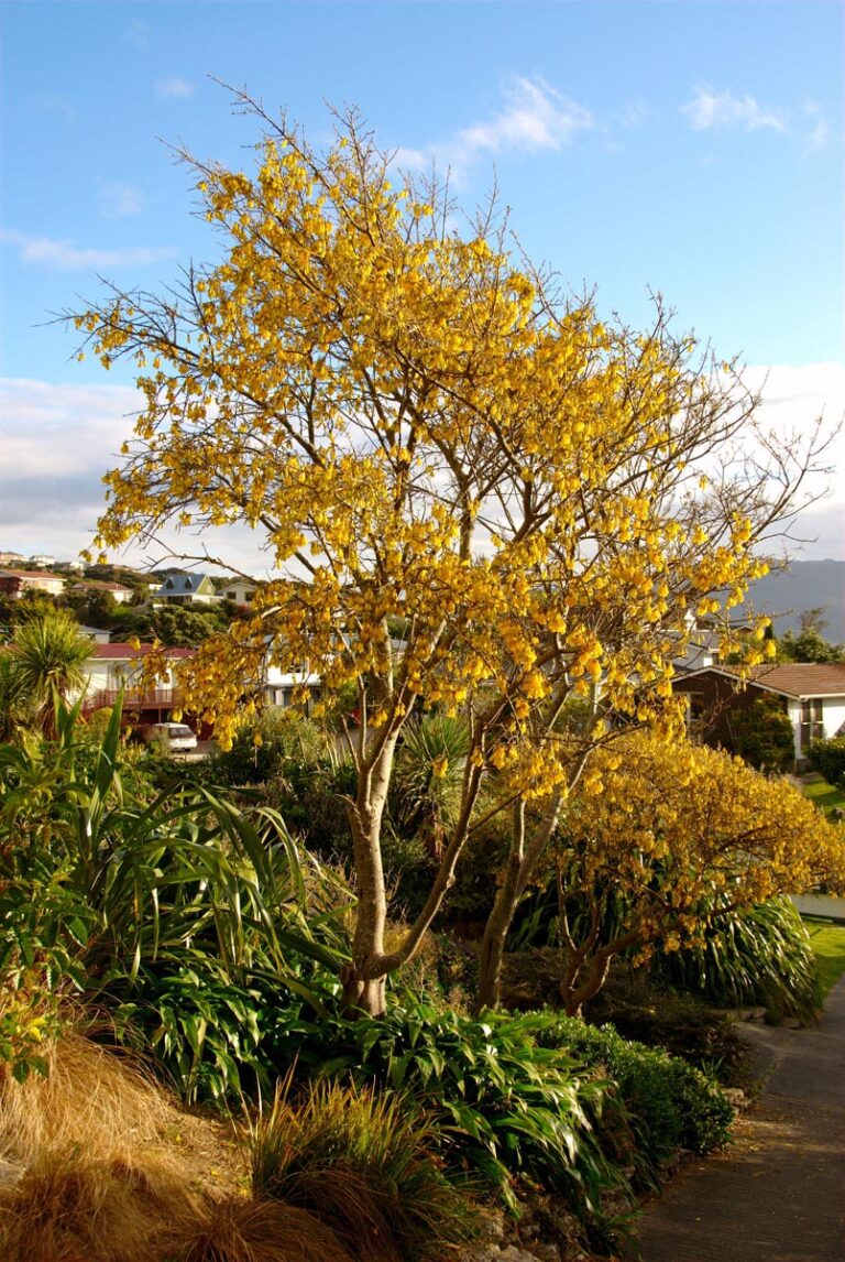 sophora godleyi - Leafland