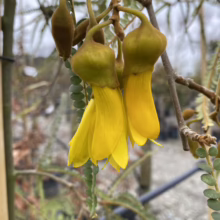 Sophora godleyi 'Goldie’s Mantle' (Rangitīkei Kowhai) flower.