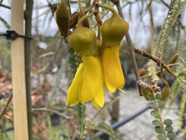 <i>Sophora godleyi</i> 'Goldie's Mantle' - Image 2