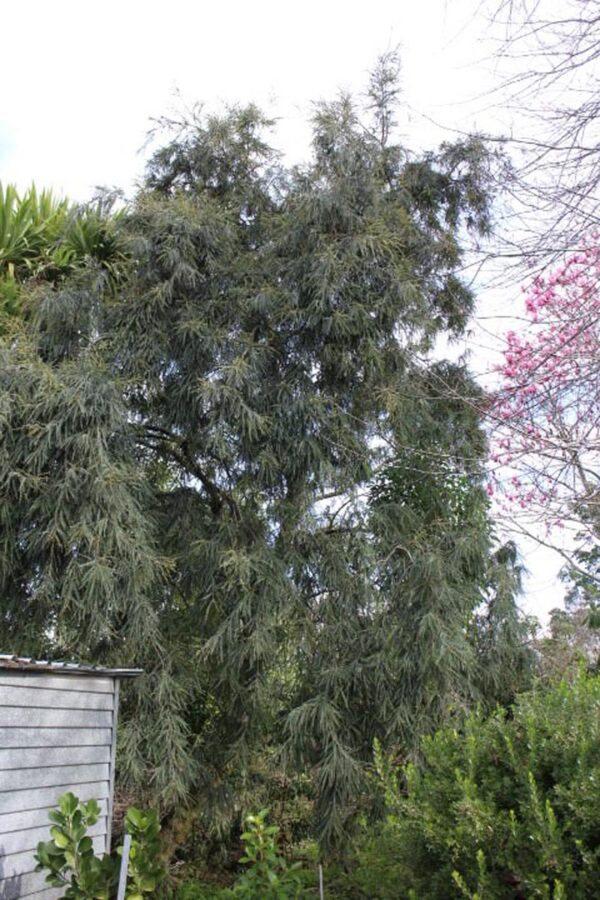 <i>Sophora godleyi</i> 'Goldie's Mantle'