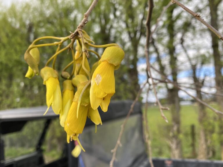 sophora longicarinata 2 - Leafland
