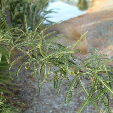 Sophora longicarinata (Limestone Kowhai) foliage.