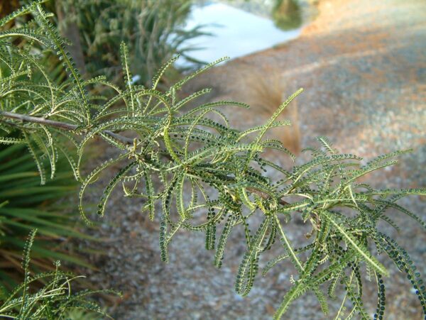 <i>Sophora longicarinata</i> - Image 3