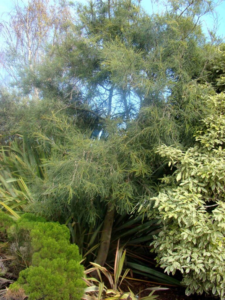 sophora longicarinata - Leafland