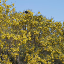Sophora Microphylla (Kowhai)