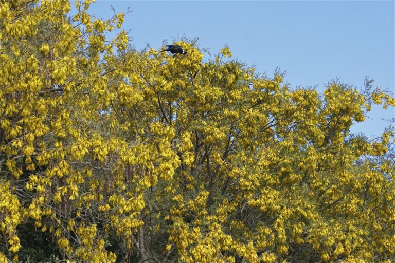 Sophora Microphylla (Kowhai)