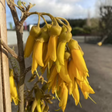 Sophora Microphylla (Kowhai) Flower
