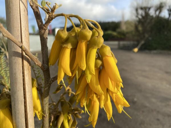 <i>Sophora microphylla</i> - Image 3