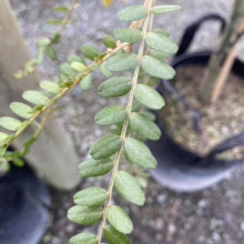 Sophora Microphylla (Kowhai) Foliage